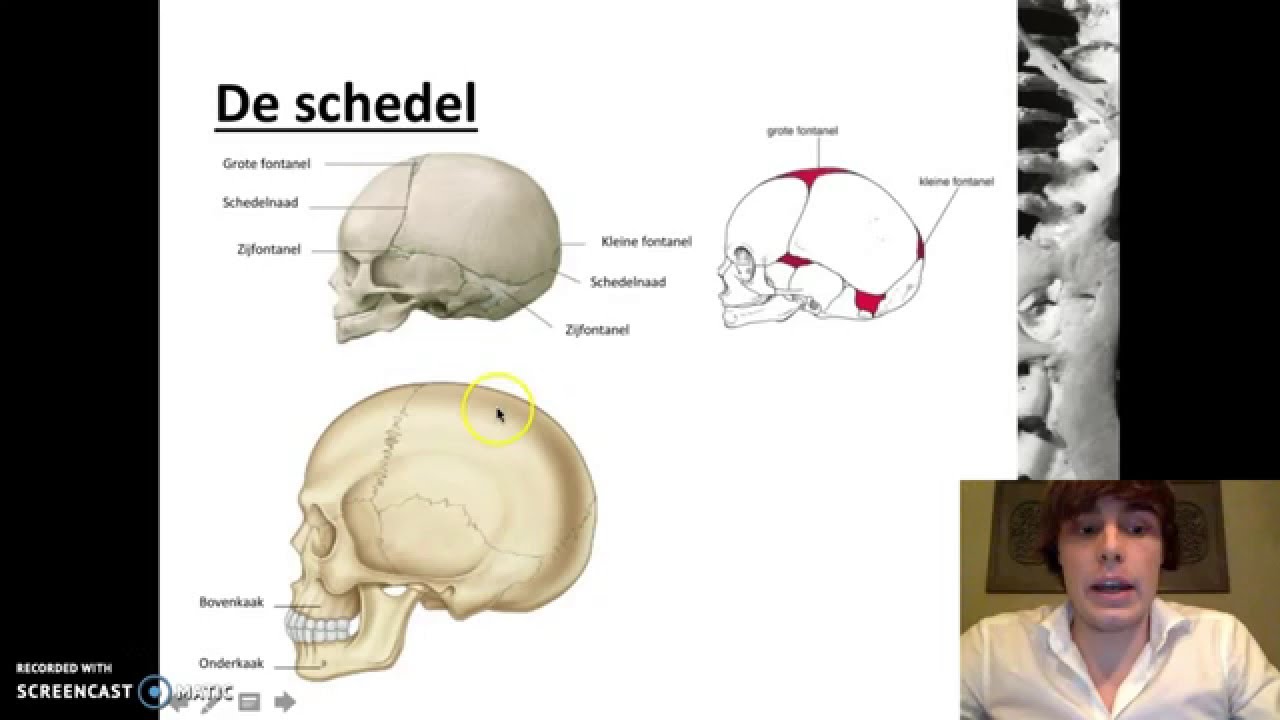 Stevigheid en beweging - Het skelet van de mens - YouTube - Hoe Heet Het Beweeglijke Deel Van De Menselijke Schedel