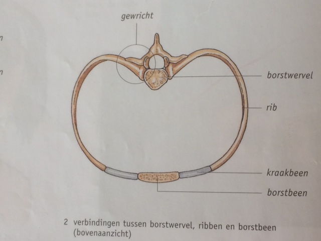 Stevigheid en beweging - Lesmateriaal - Wikiwijs - Aan Welke Ruggenwervels Zitten De Ribben Vast