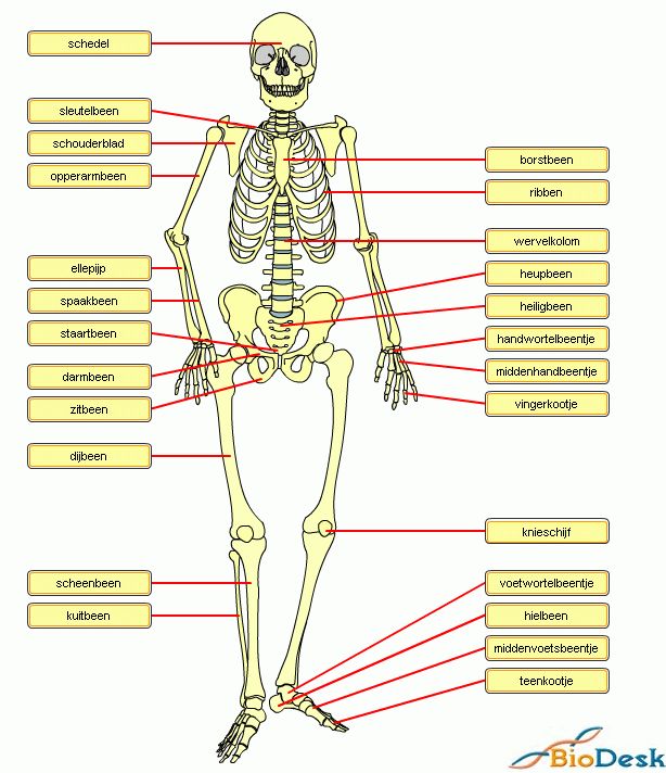 Stevigheid en beweging - Lesmateriaal - Wikiwijs | Menselijk lichaam - Dit Geeft Stevigheid Aan Ons Lichaam
