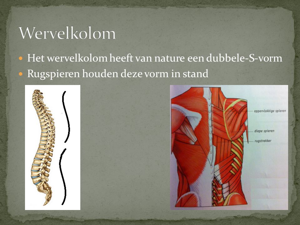 Welke Spieren Houden De Dubbele-s-vorm Van De Wervelkolom In Stand