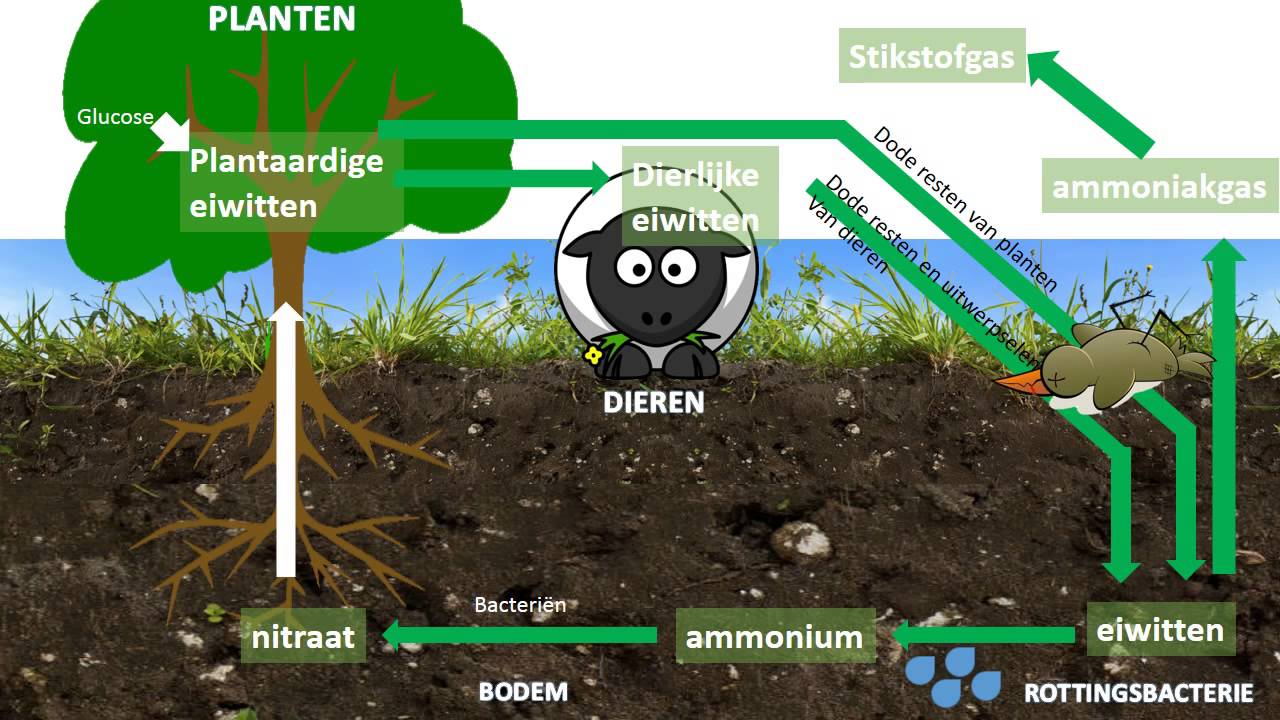 Bevat Uitgeademde Lucht Evenveel Stikstof Als Ingeademde Lucht