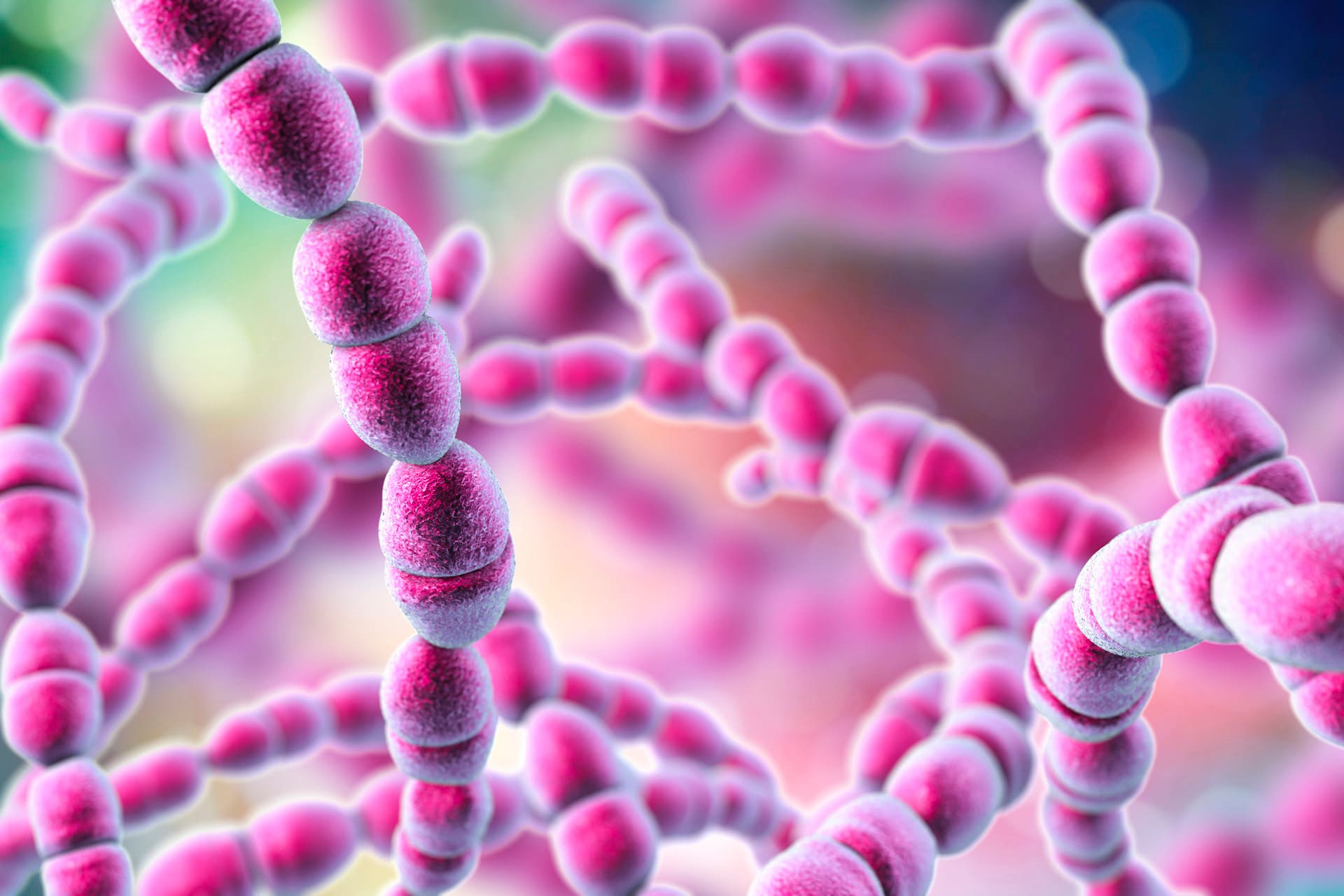 Hoe Loop Je Streptokokken Bacterie Op