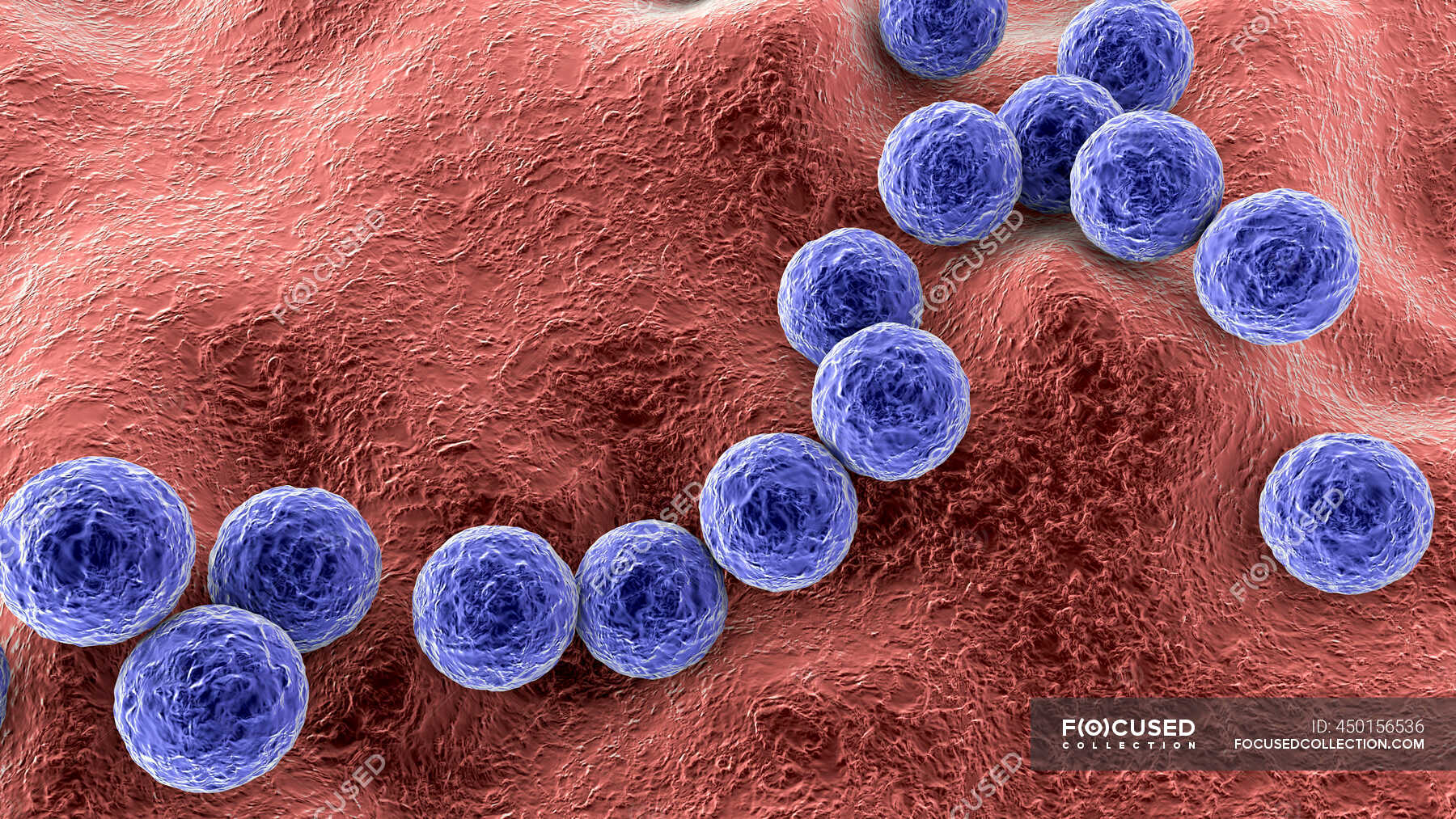Streptokokken Bacterie In Het Bloed