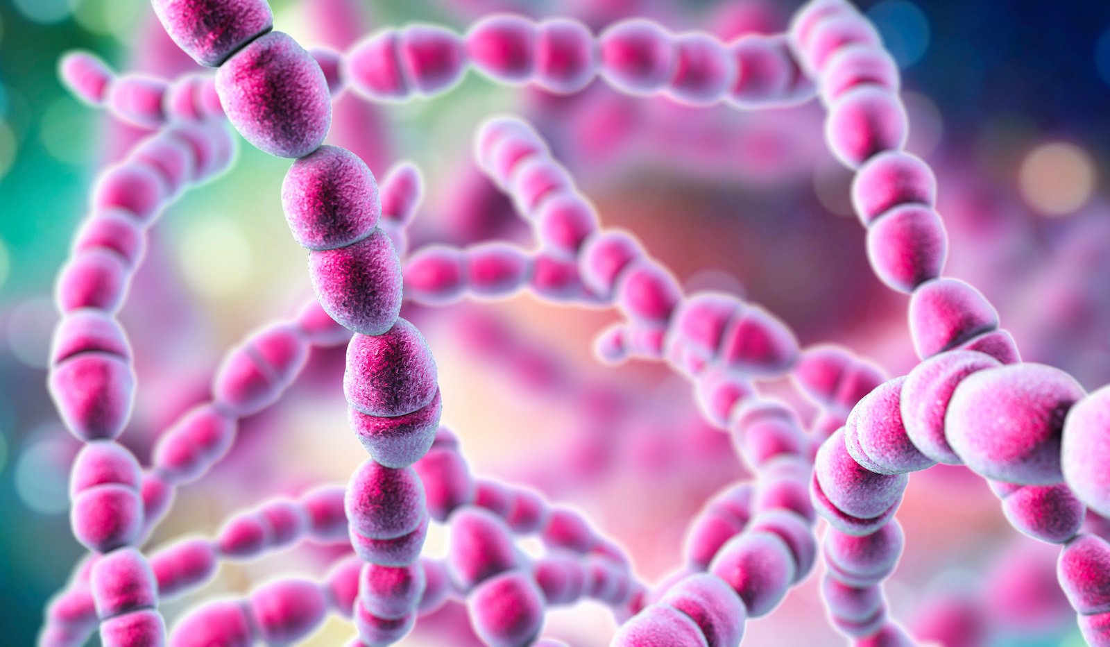 Streptokokken: Bakterien mit Komplikationsgefahr | APOTHEKE ADHOC - Streptokokken Bacterie In Het Bloed