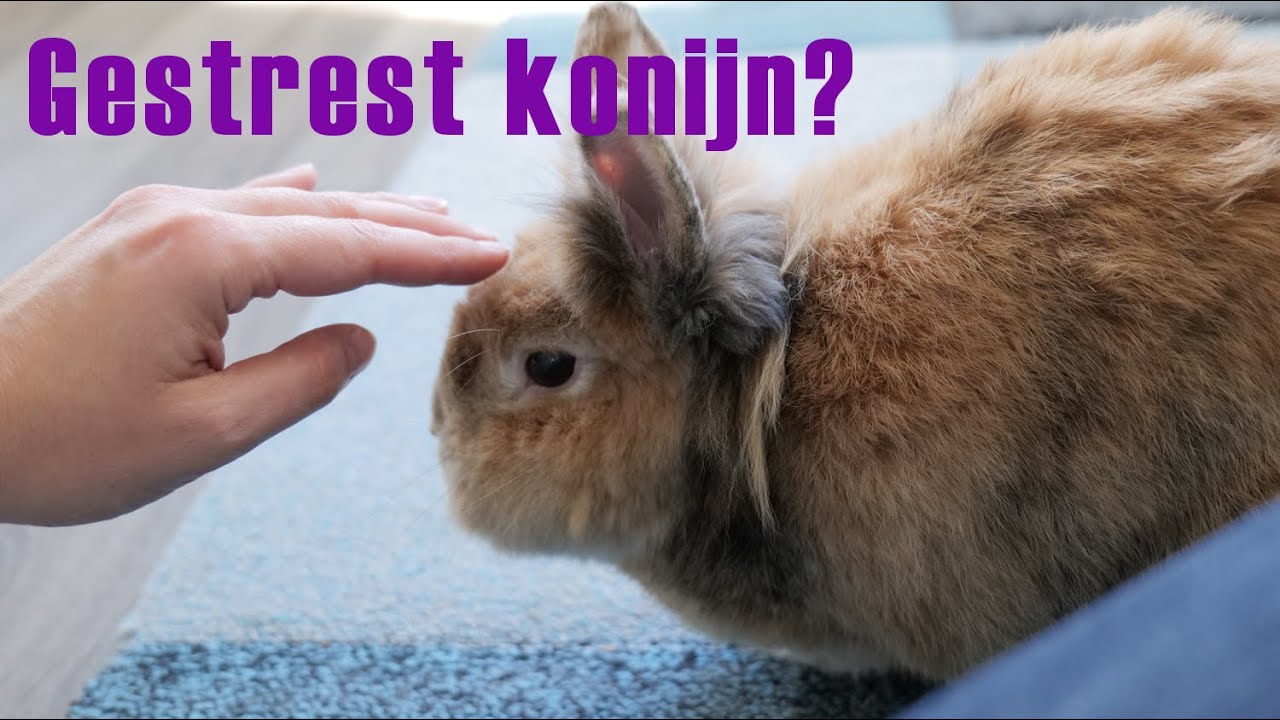STRESS verminderen en voorkomen bij KONIJNEN | Je konijn rustig krijgen - Kunnen Katten En Konijnen Samen