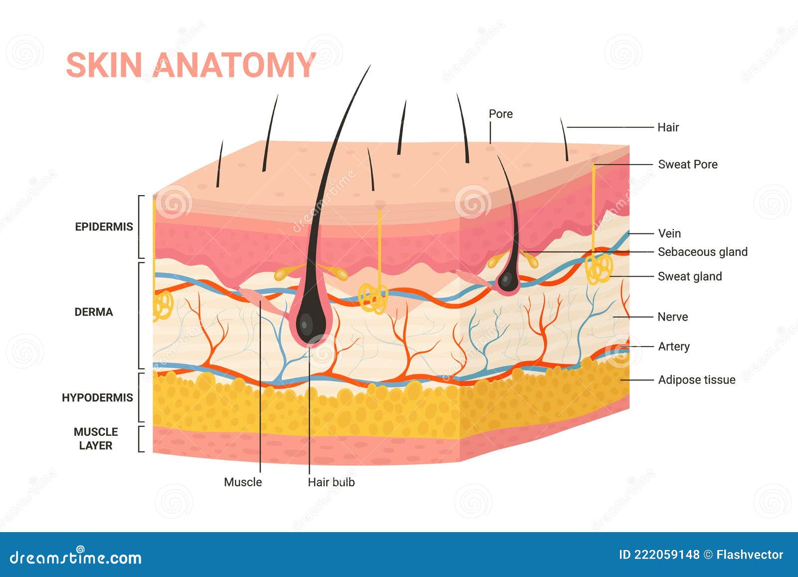 Structure Human Skin Anatomy Diagram Different Stock Illustration | My - Hoeveel Huidlagen Heeft Een Mens