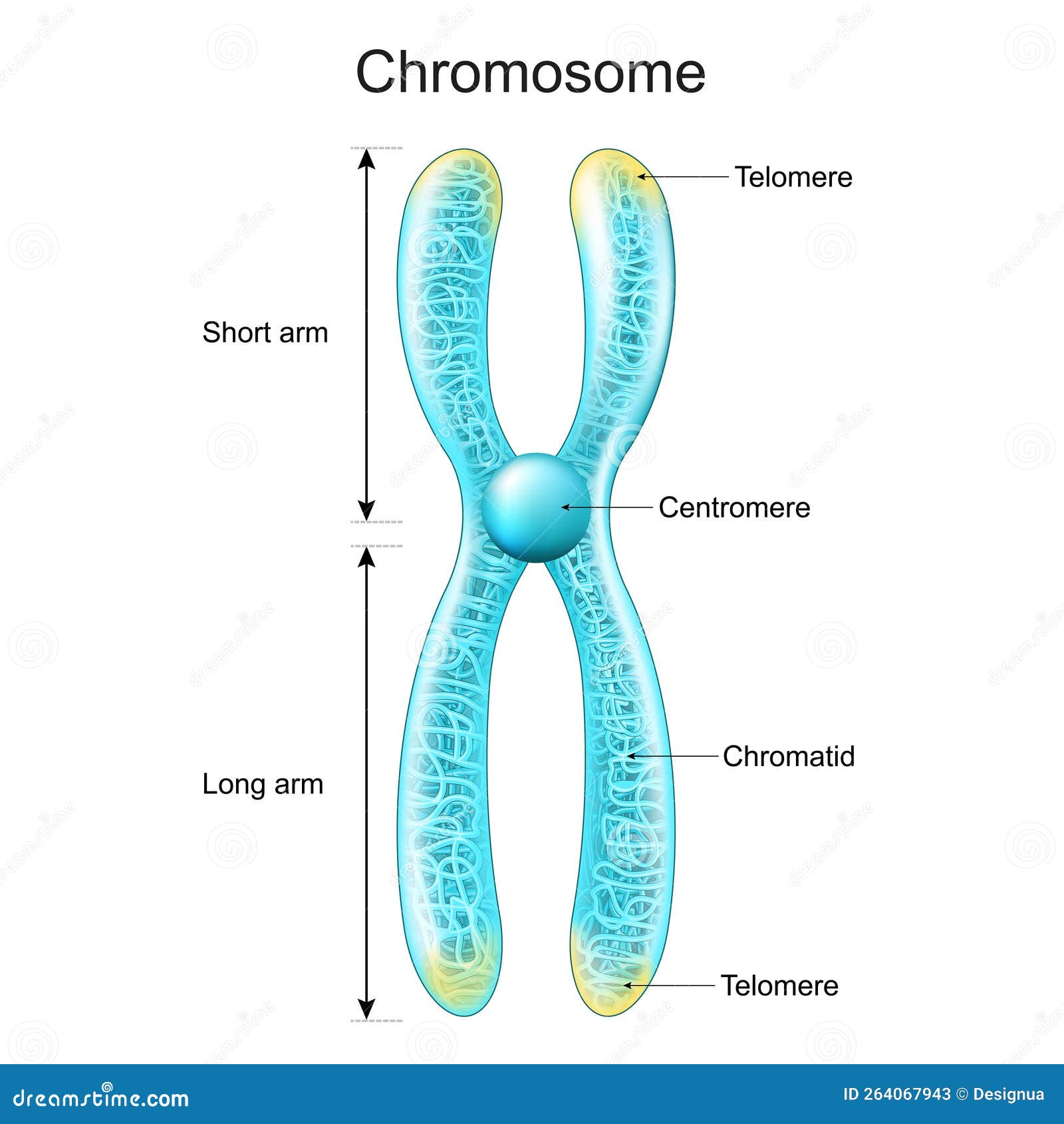 Structure Of Chromosome. Chromatid, Centromere, Short And Long Arms - Hoeveel Chromosomen Heeft Een Aardappel