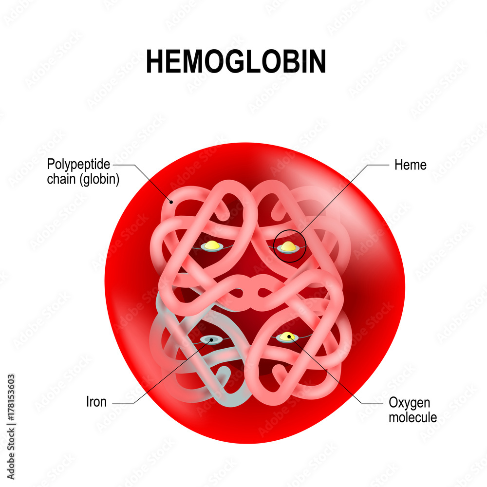 Structure of human hemoglobin molecule Stock Vector | Adobe Stock - Wat Is Een Goede Hemoglobine Waarde