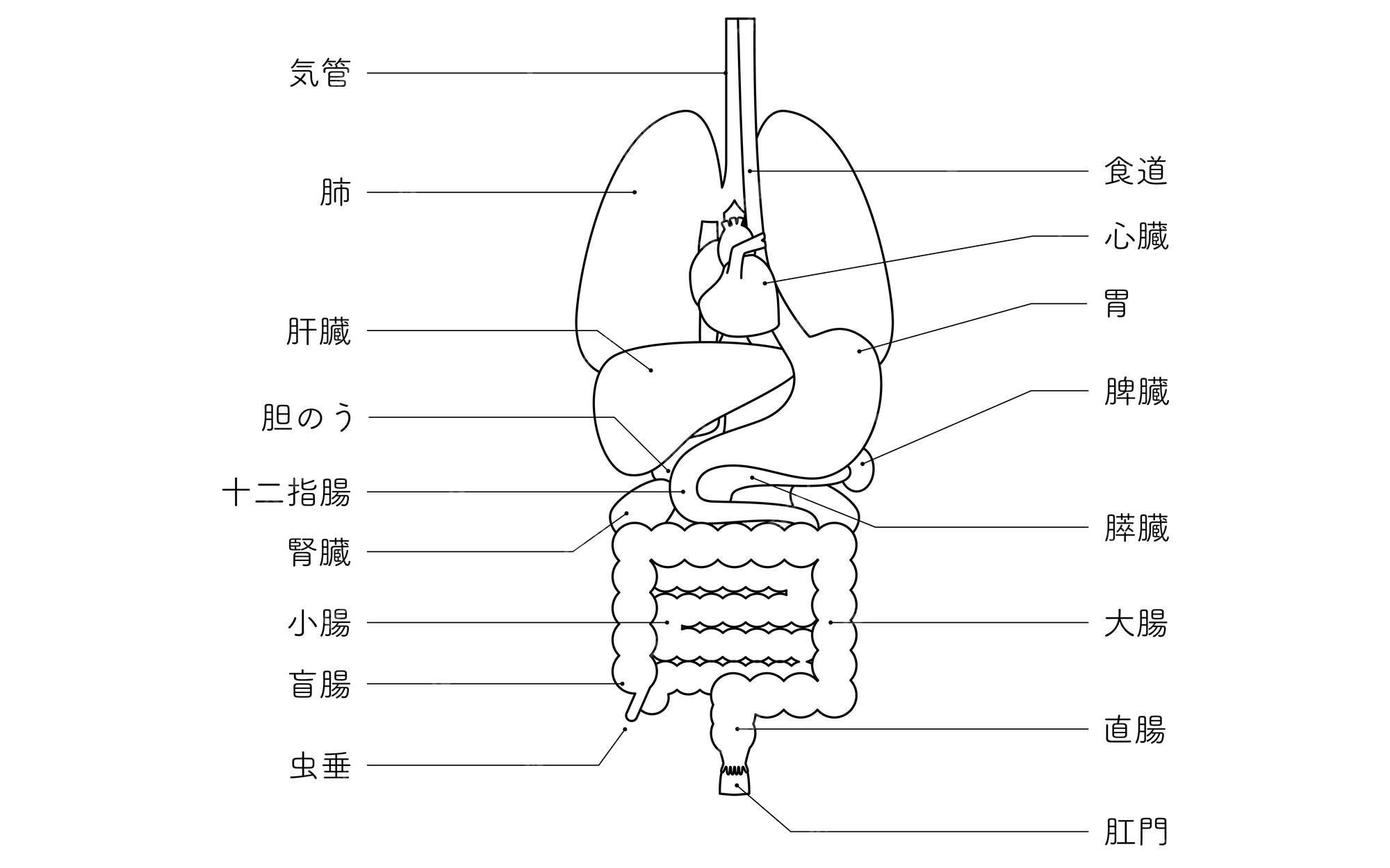Structurele tekening van het menselijk lichaam illustratie van interne - Tekening Van Het Menselijk Lichaam