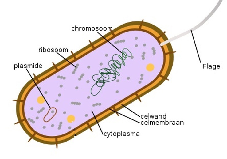 Wat Zijn De Celkenmerken Van Bacteriën