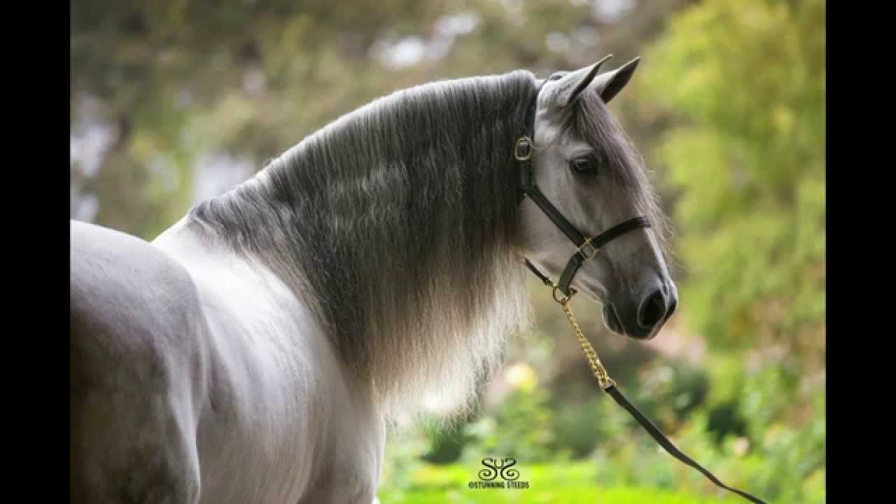Stunning Steeds Equine Photography - YouTube - Steeds Meer Last Van Alcohol