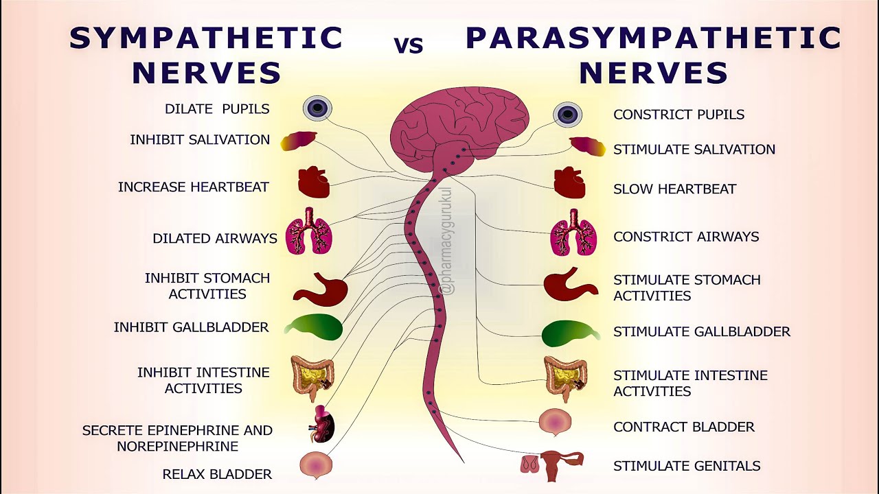 Sympathetic vs Parasympathetic Nervous System | Difference between SNS - Sympathetic Vs Parasympathetic Nervous System