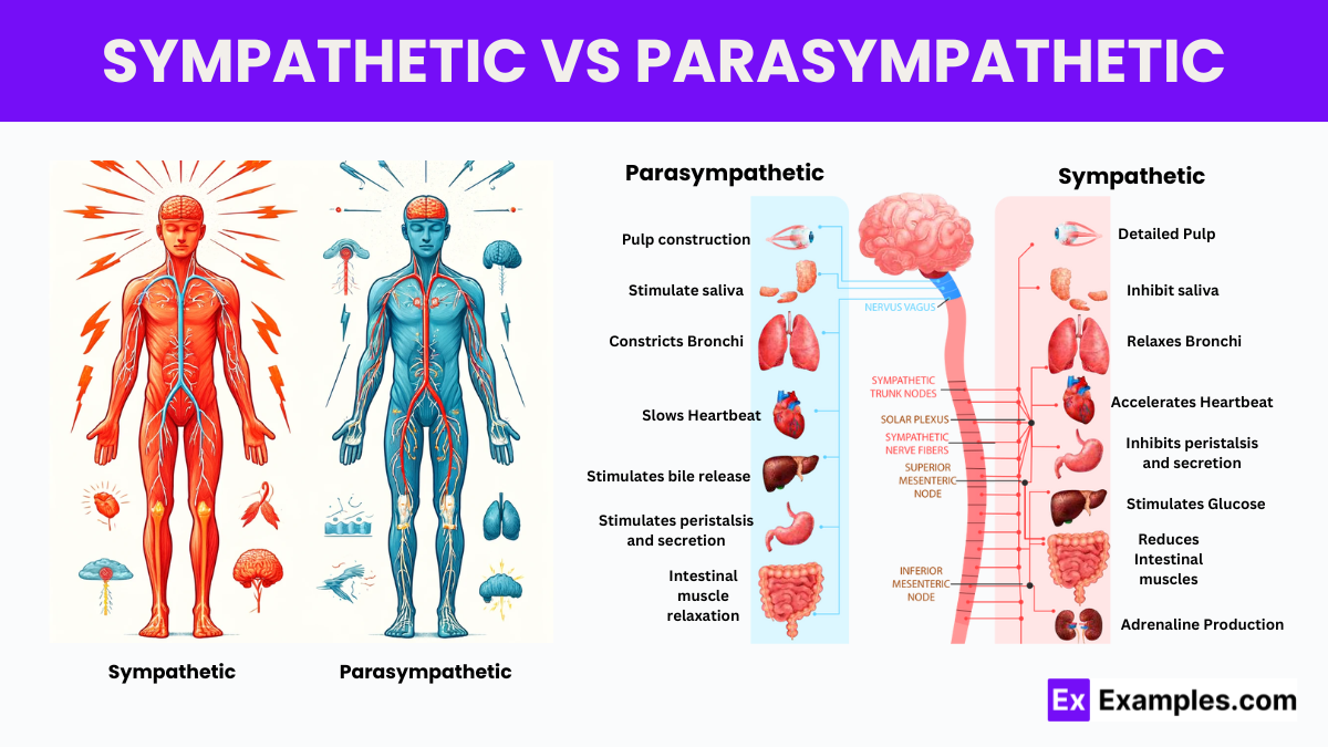 Sympathetic vs. Parasympathetic Nervous Systems: Key Differences and - Sympathetic Vs Parasympathetic Nervous System