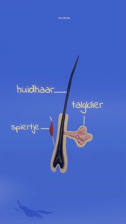 Talg is belangrijk bij het behoud van de gezondheid van de huid - MBO - Wat Is De Functie Van Talg