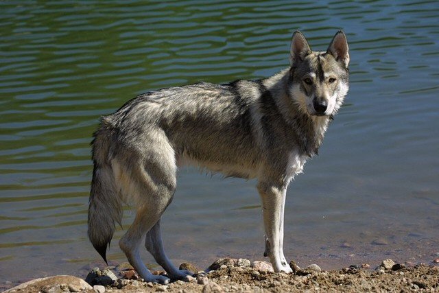 Tamaskan Dog photos and wallpapers. The beautiful Tamaskan Dog pictures - Hond Die Lijkt Op Wolf
