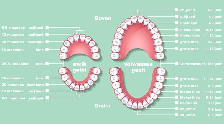 Tanden wisselen - Van melkgebit naar grote mensen tanden | Tanden - Hoeveel Tanden Heeft Een Volwassen Mens