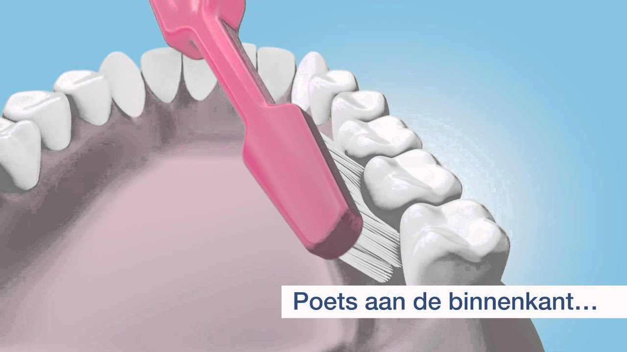 Welke Tanden Staan In Verbinding Met Organen