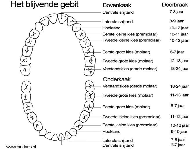 Hoeveel Botten Heeft Een Volwassen Mens
