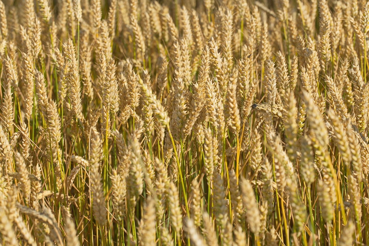 Tarwe Planten Boerderij - Gratis foto op Pixabay - Pixabay - Tarwe En Gerst Worden Hieruit Geoogst