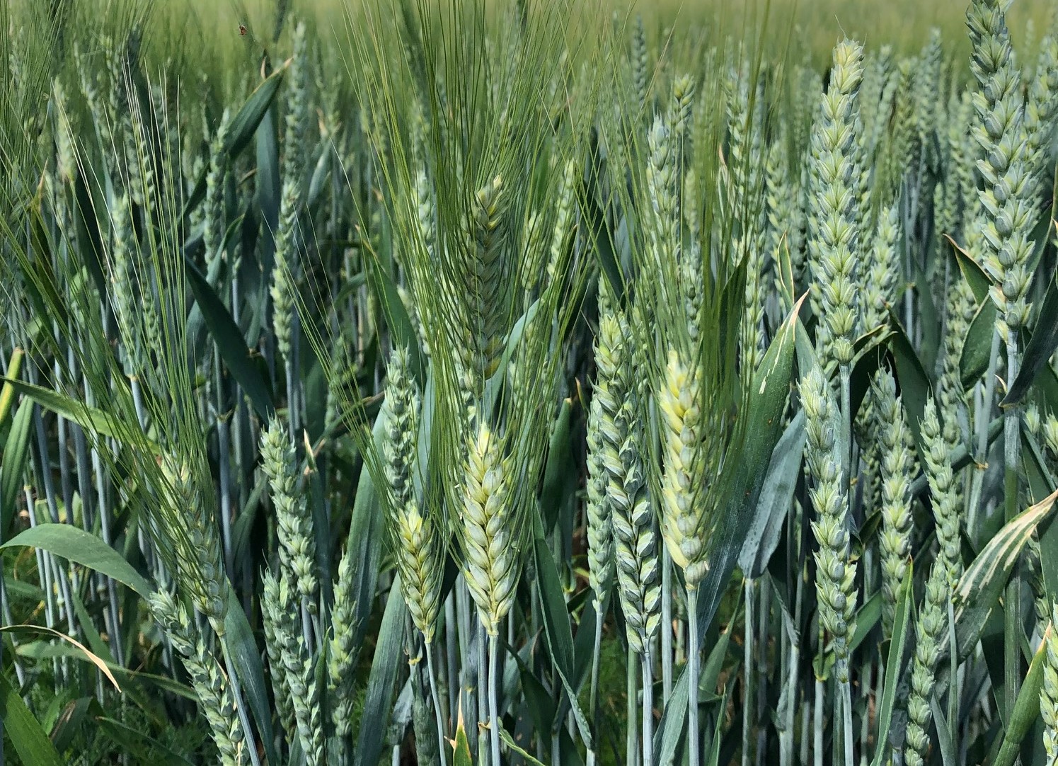 Tarwe | Pure Graze - Tarwe En Gerst Worden Hieruit Geoogst