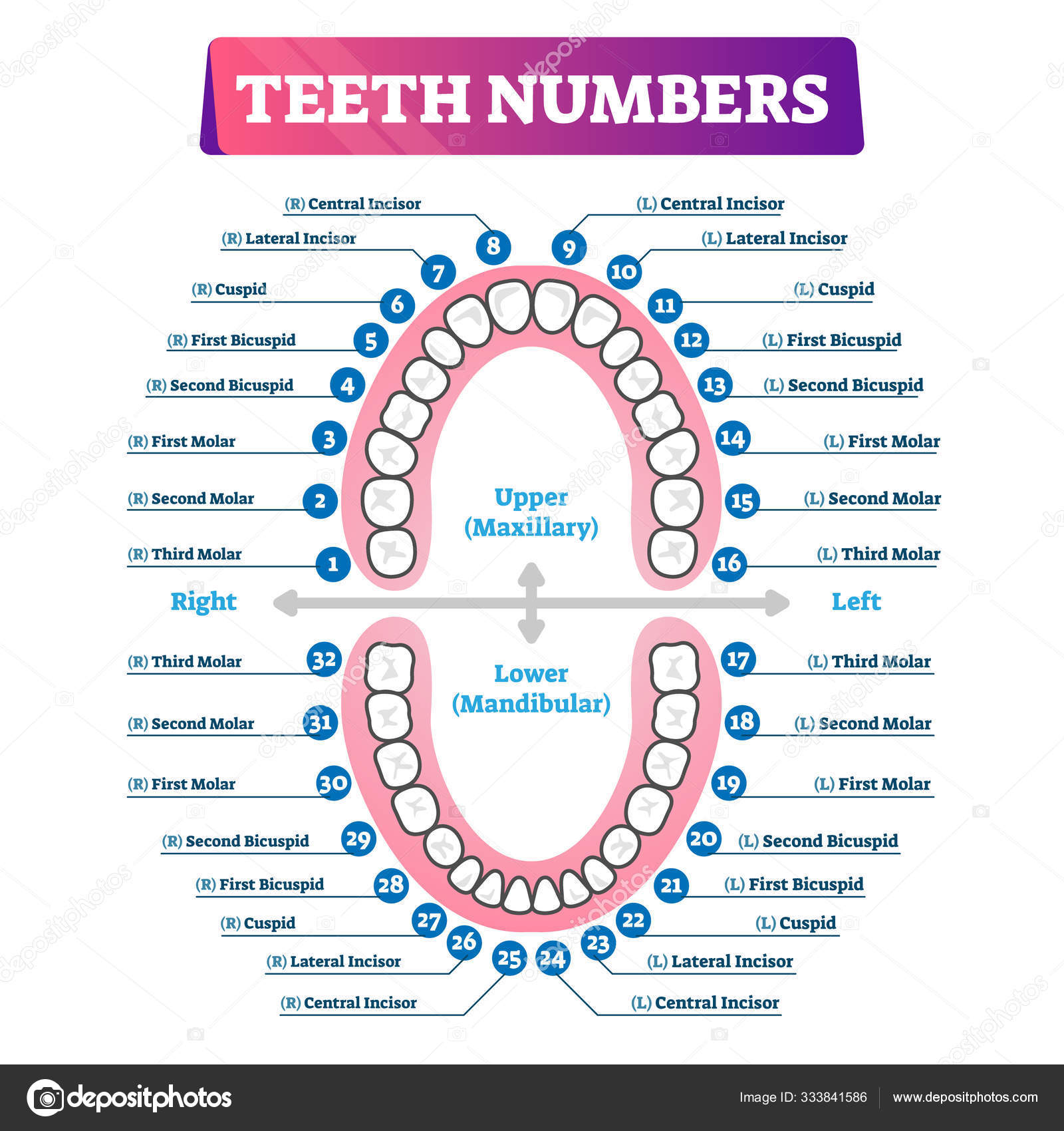 Teeth Diagram Numbers - Nummers Van Tanden En Kiezen