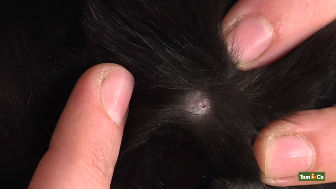 Hoevaak Moet Een Hond Uit