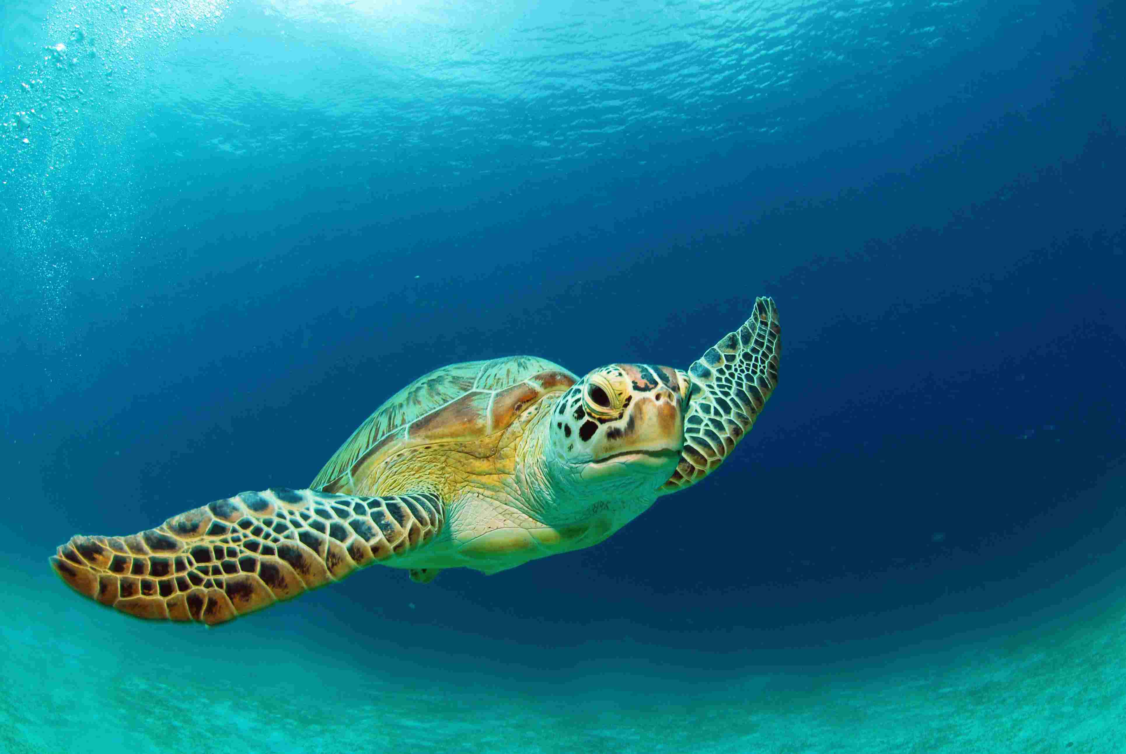 Turtles All The Way Down Samenvatting