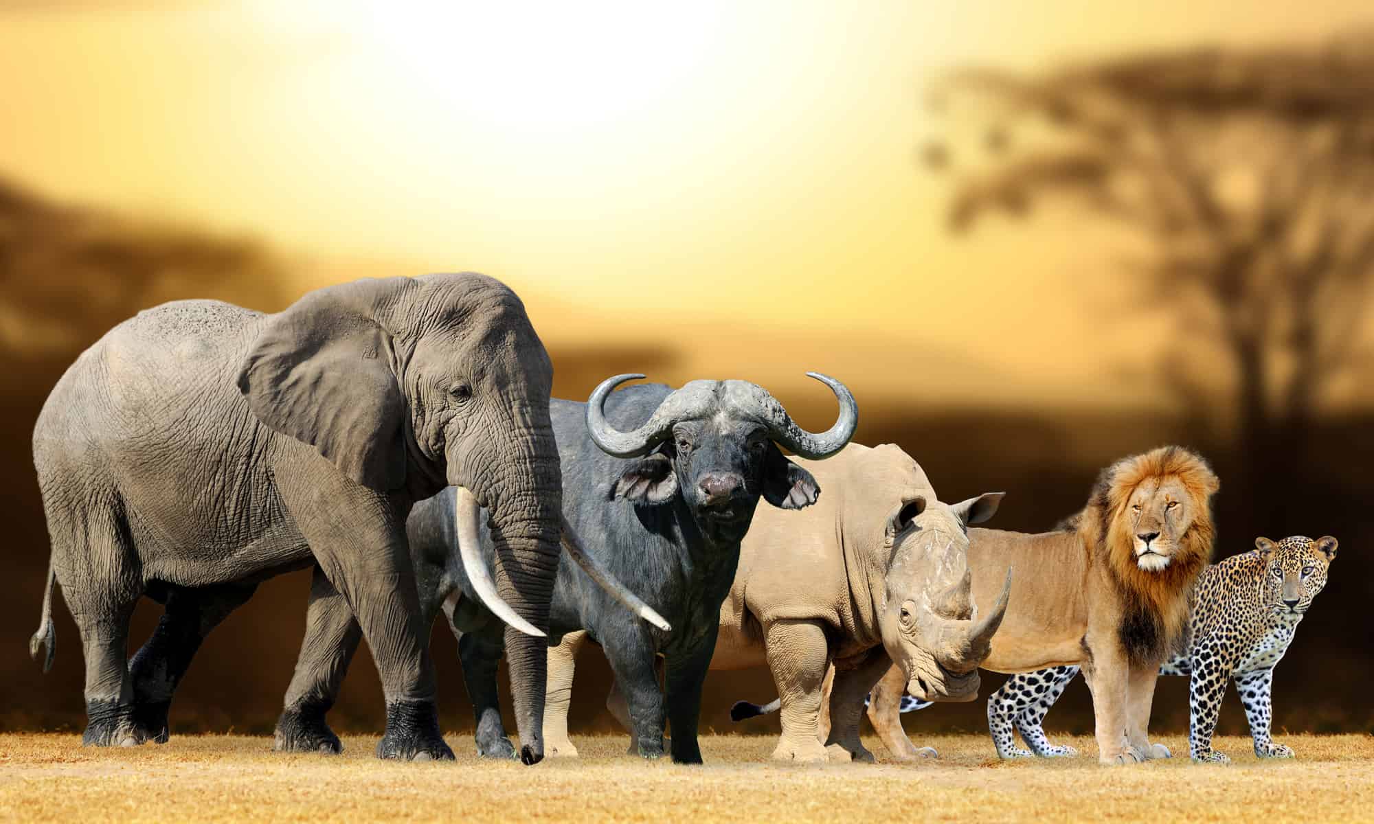 The African Big Five: Get to Know the Big Five Animals - A-Z Animals - Welke Dieren Behoren Tot De Big Five