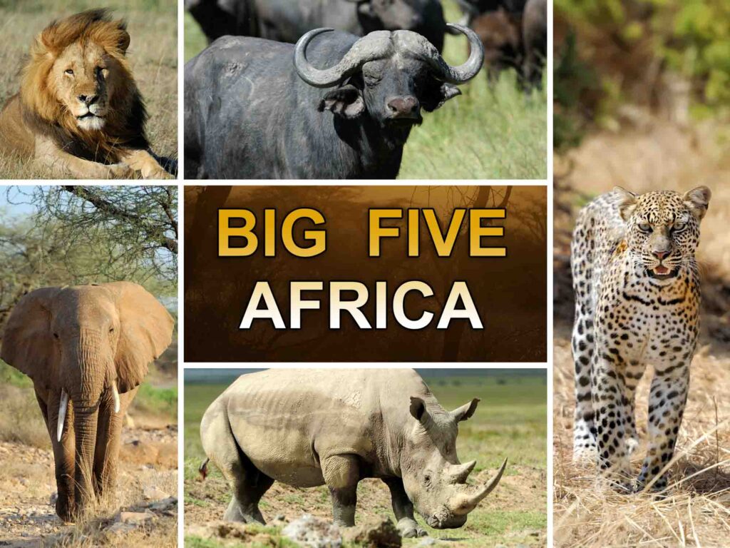 Welke Dieren Vormen De Big Five