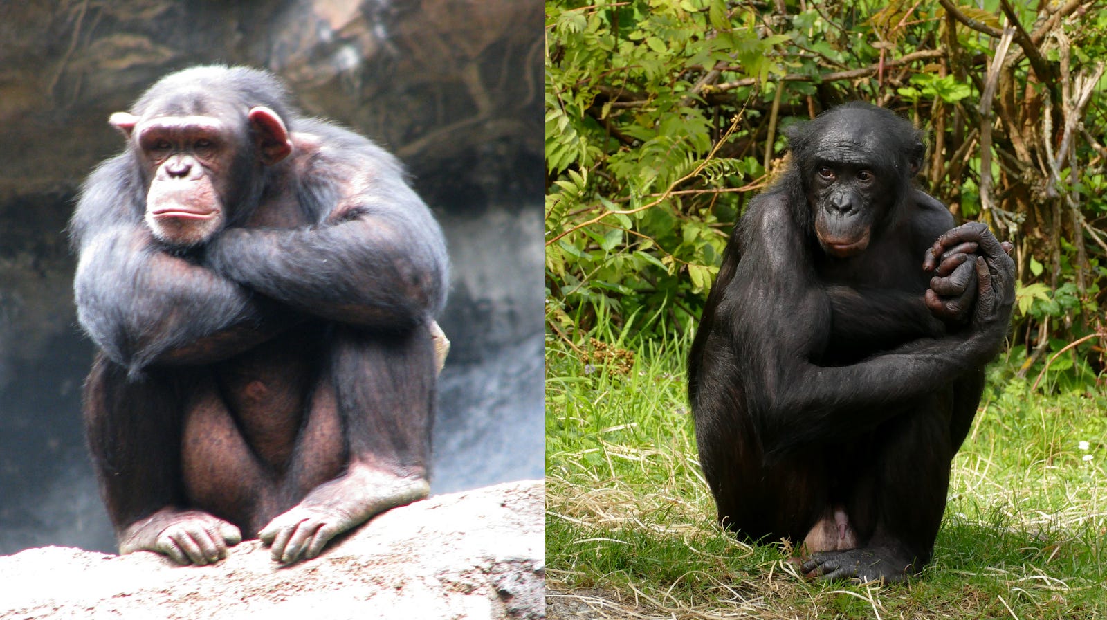 Hoe Groot Is Een Bonobo
