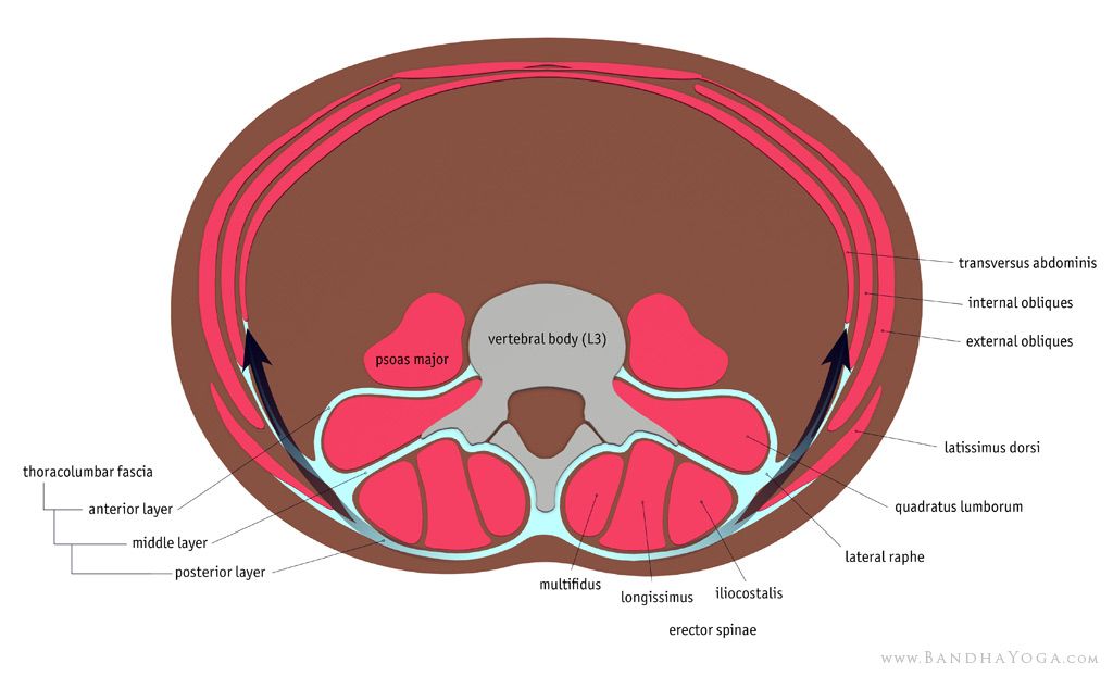 The Daily Bandha: Lengthening the Torso in Forward Bends | Yoga anatomy - Dwarsdoorsnede Van De Buikholte Ter Hoogte Van De Navel