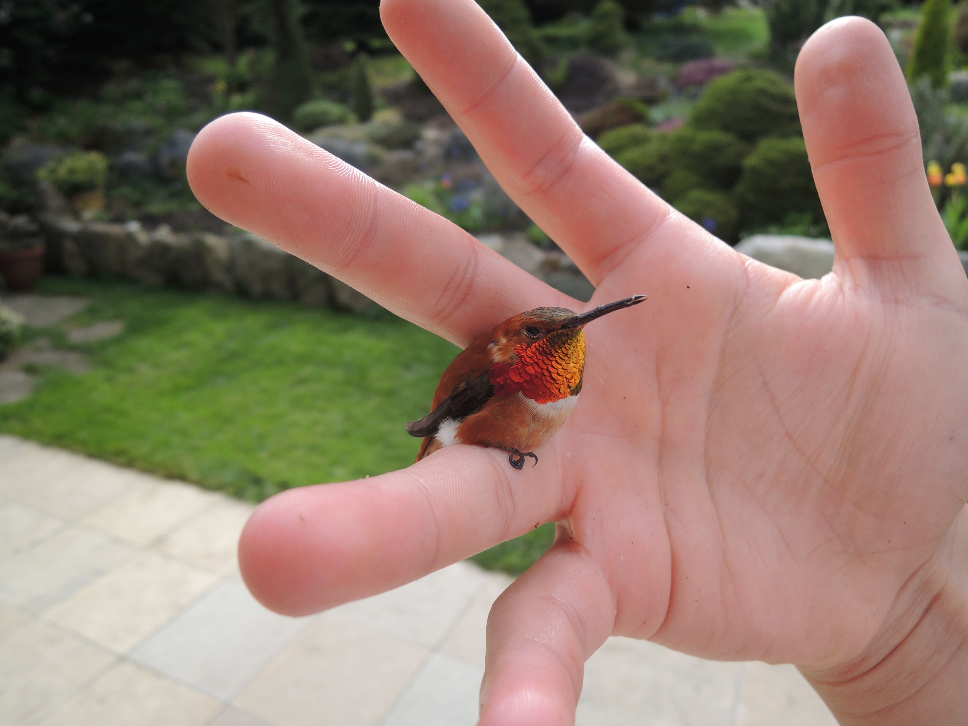 Dit Is Het Kleinste Vogeltje Ter Wereld