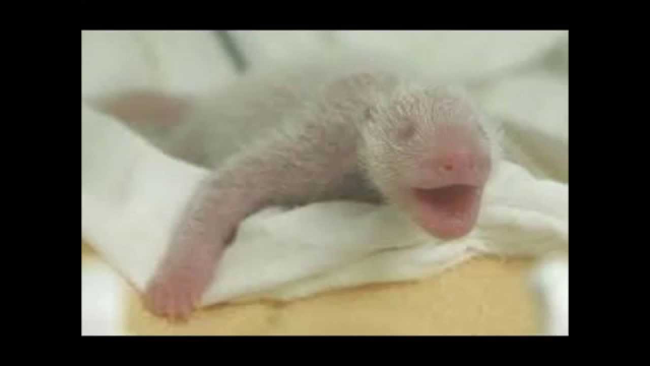 The Life Cycle Of A Panda - Hoe Lang Leven Bacteriën Buiten Lichaam