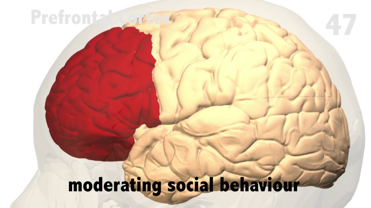 Wanneer Is Prefrontale Cortex Volgroeid