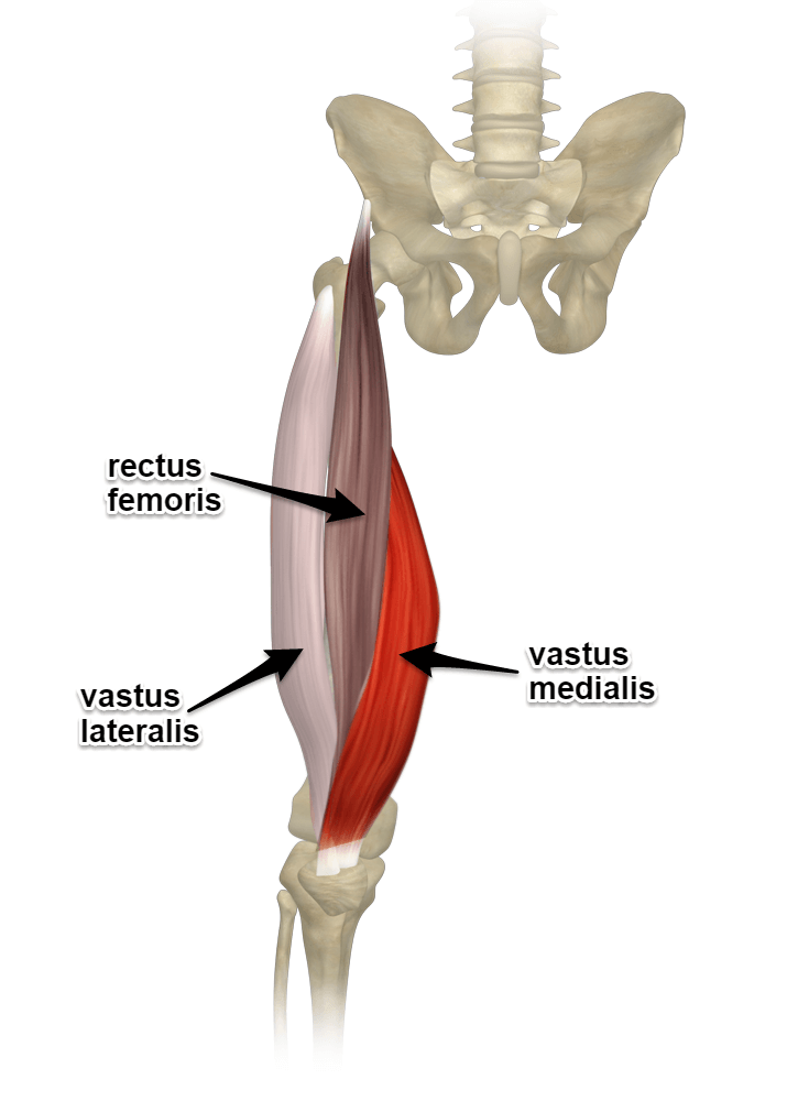 The Quadriceps Muscles - Where They Attach and Their Actions - Quadriceps Oefeningen Zonder Knie Te Belasten
