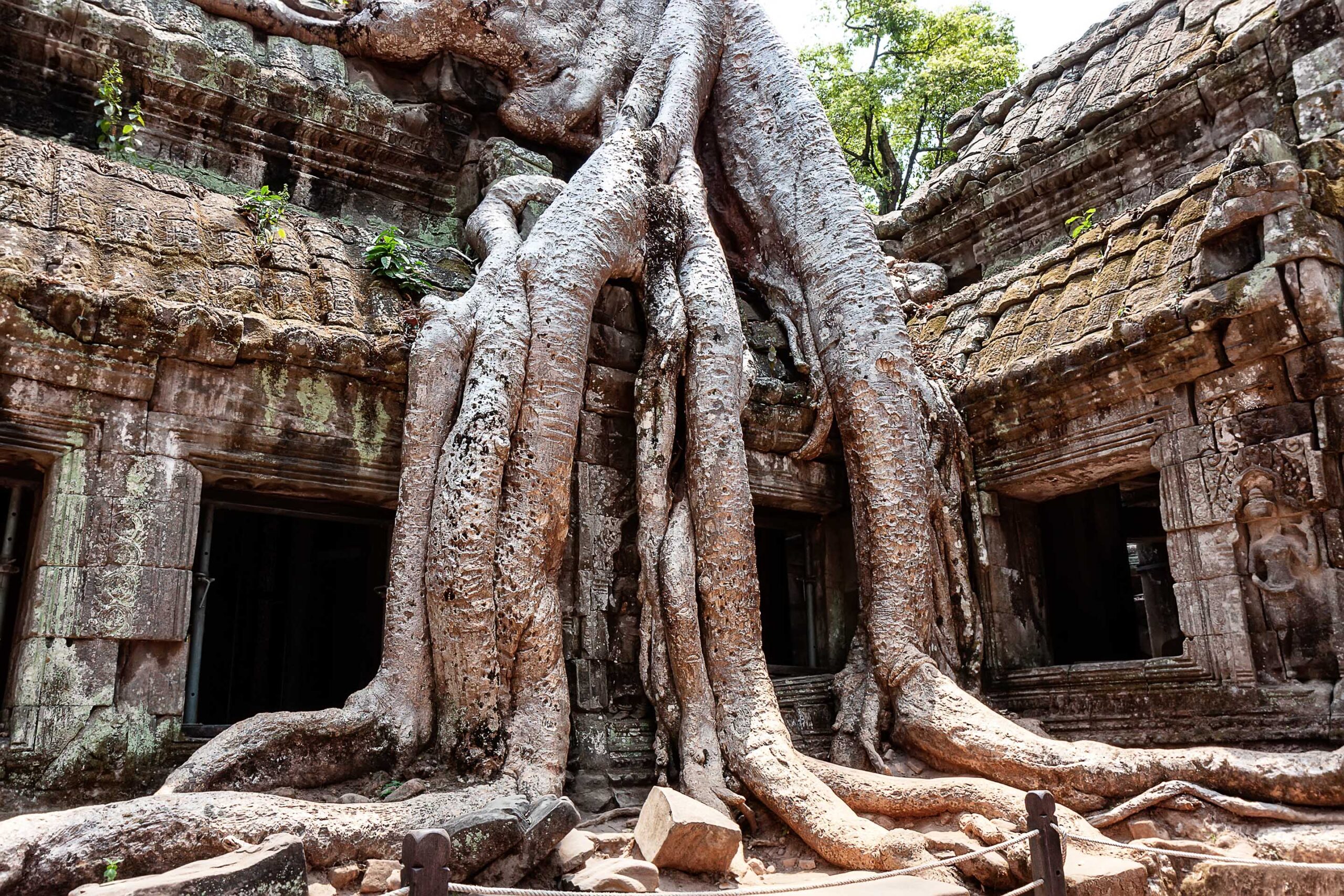 The roots of the trees sprouted into the ruins of temple Ta Prom Angkor - Wat Is Een Kiesman In Amerika