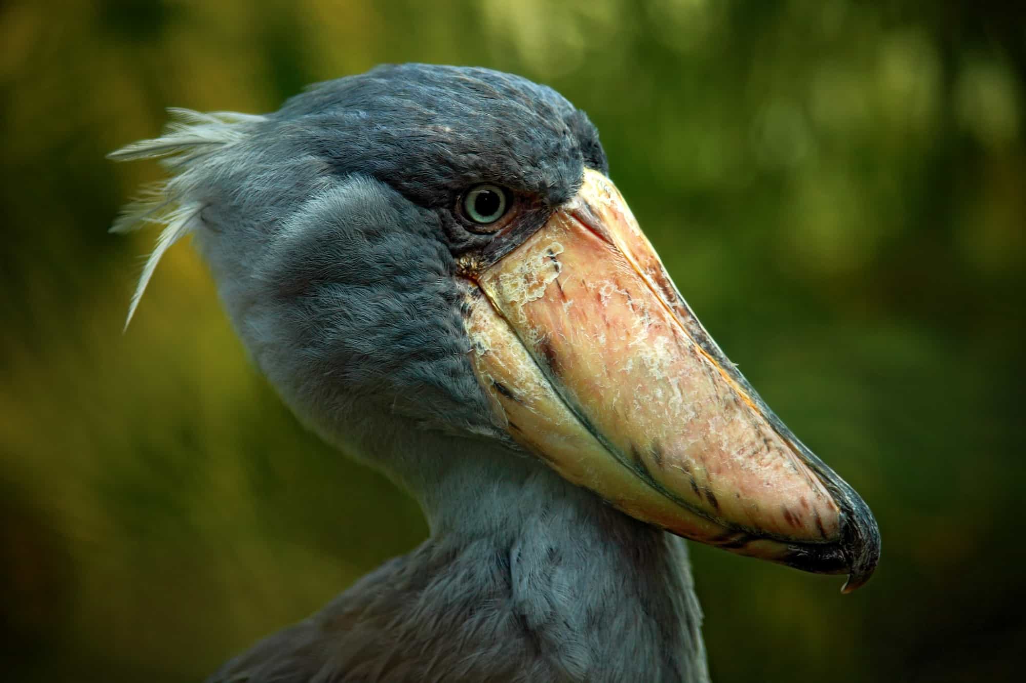 The Shoebill Stork: A Peculiarly Menacing Bird – Nature Blog Network - Vogels Met Een Lange Snavel