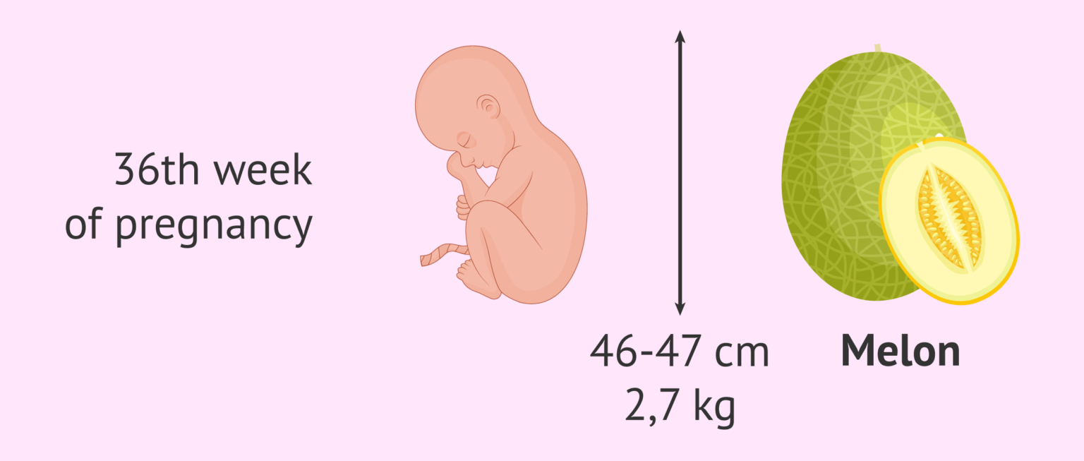 The size of the baby at 36 weeks of gestation - Welke Week Is Week 36