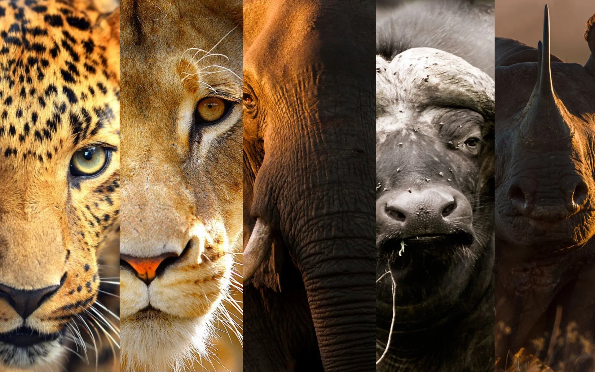 The Untold Story of Africa’s BIG FIVE - Kenya Geographic - Welke Dieren Vormen De Big Five