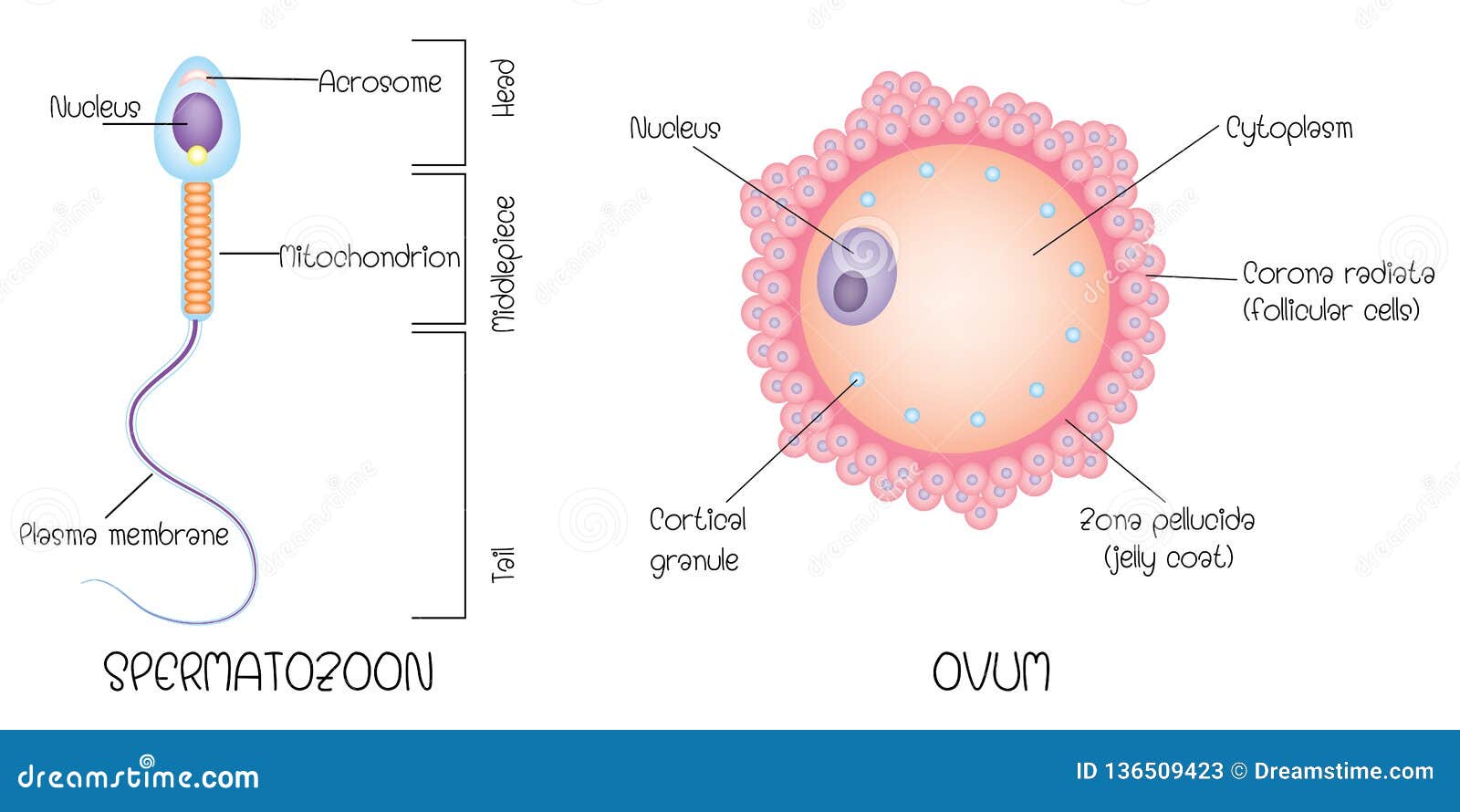 The Uterus Royalty-Free Stock Photography | CartoonDealer.com #30165779 - Sperm Cell With A Egg Cell