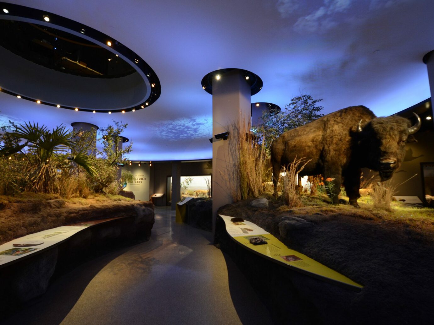 The Witte Museum - G&A - G&A - Witte En Grijze Stof Hersenen