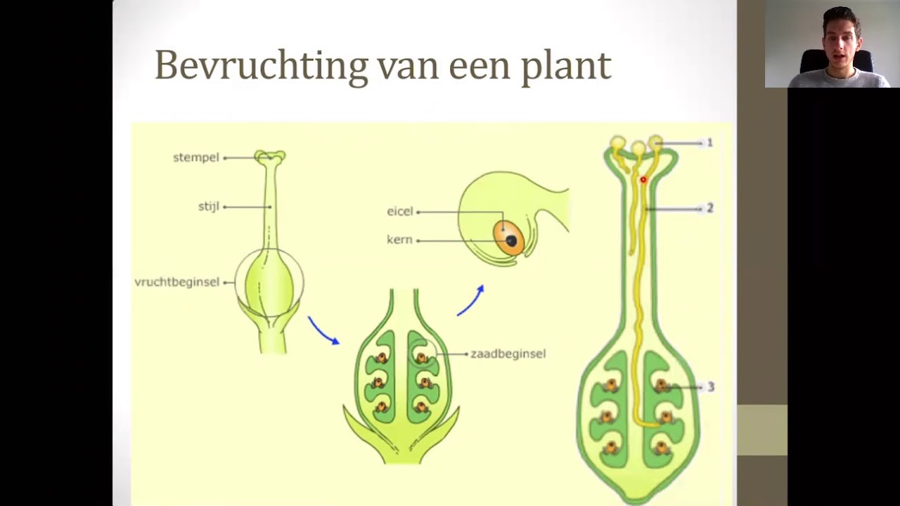 Thema 1, Bs 6 Bestuiving, bevruchting en verspreiding - YouTube - Op Welke Twee Manieren Kan Bestuiving Plaatsvinden