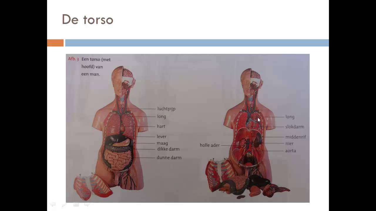 Thema 1 Organen en cellen deel 1 de torso - YouTube - Dwarsdoorsnede Van De Romp Van Een Mens