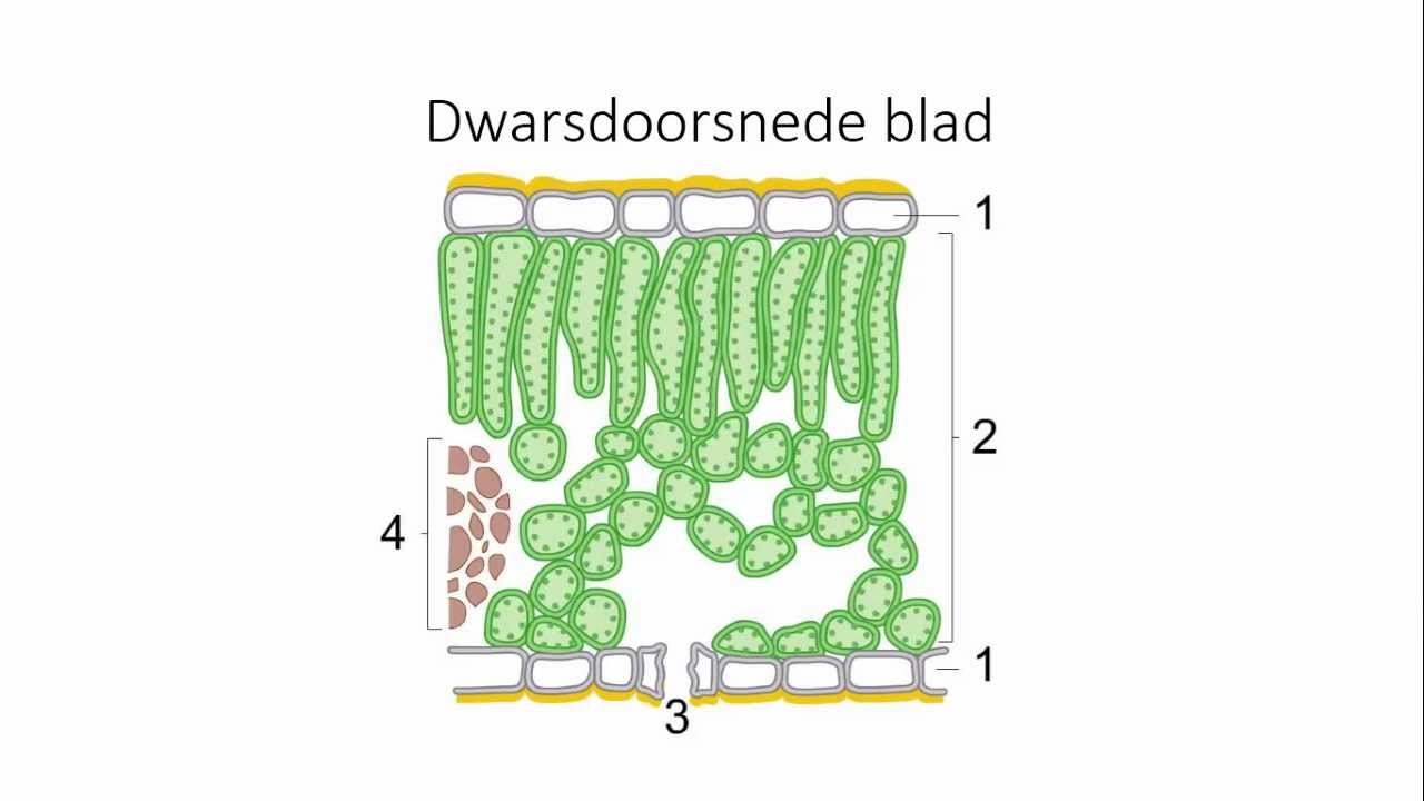 Thema 14 - Planten en fotosynthese - YouTube - Welke Stoffen Ontstaan Bij Fotosynthese
