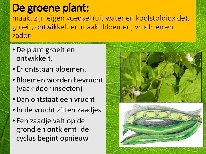 Hoe Maakt Een Plant Voedsel Voor Mensen En Dieren
