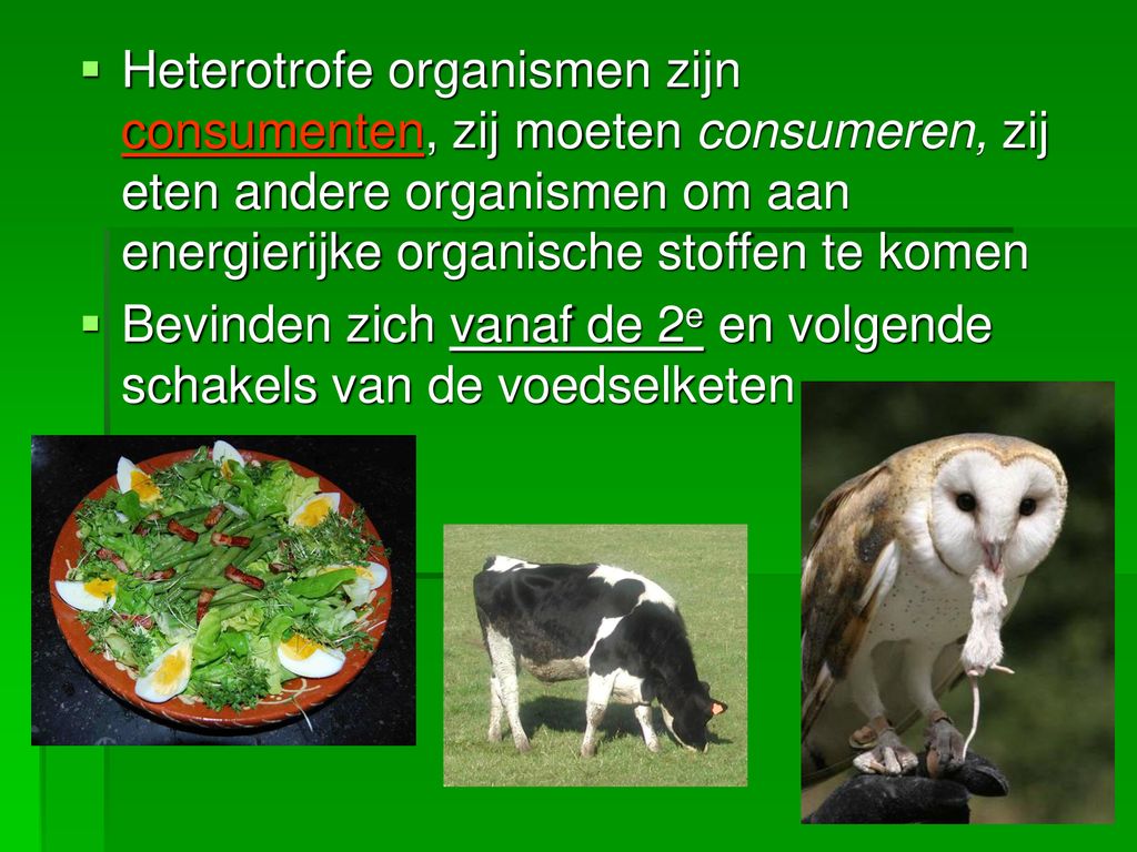 Thema 3 ecologie. - ppt download - Fysiologische Levensbehoefte Van Heterotrofe Organismen