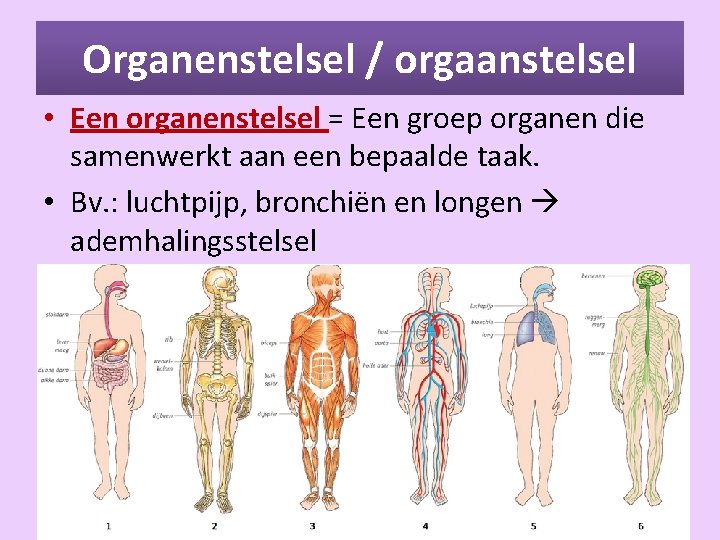 Thema 3 Organen en cellen Basisstof 1 Organen - Hoe Noem Je Een Groep Organen Die Samenwerken