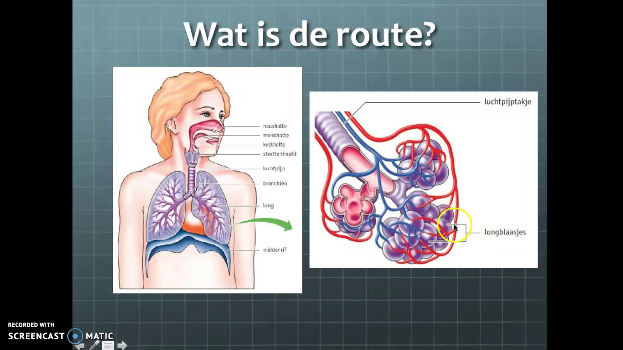 Thema 6 gaswisseling, het ademhalingsstelsel van de mens HAV - YouTube - Het Ademhalingsstelsel Van De Mens