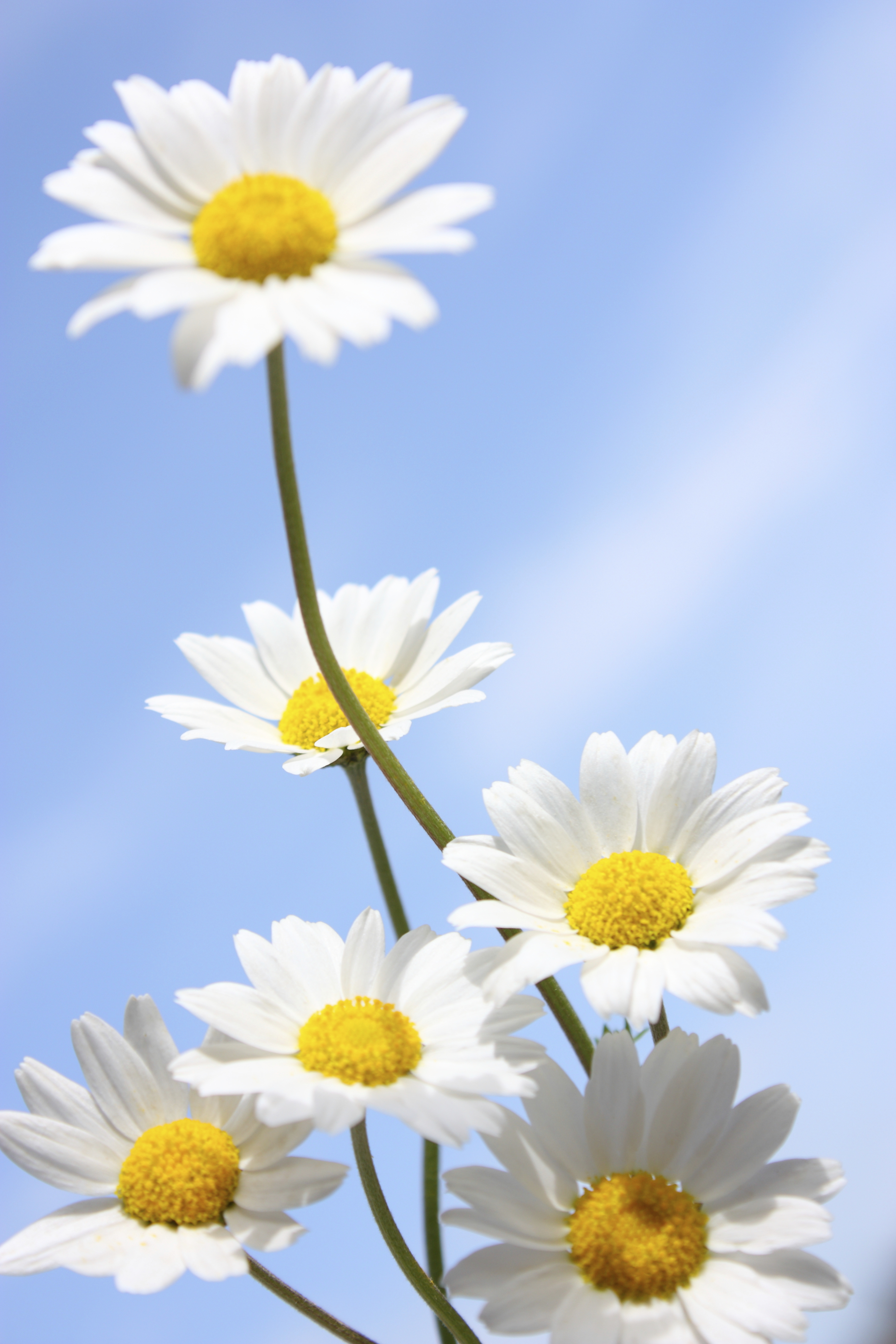 Daisy Daisy Give Me Your Answer Do