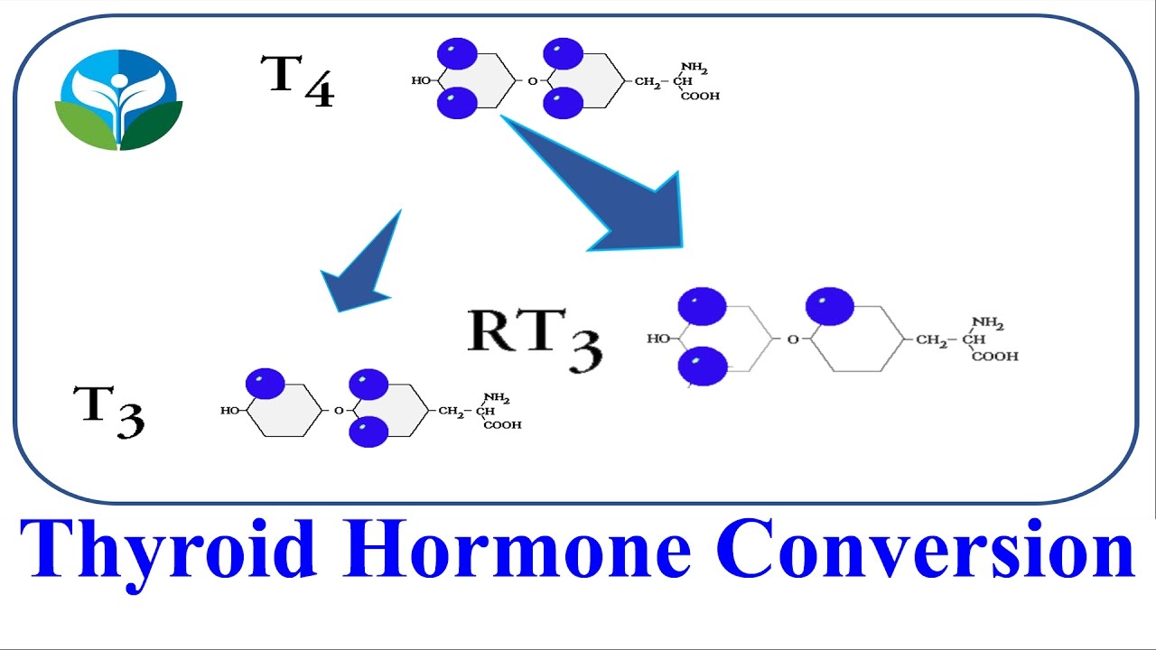 Thyroid Hormone Conversion T4 to T3 - YouTube - Omzetting T4 Naar T3 Verbeteren
